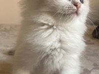 Ragdoll Yavruları