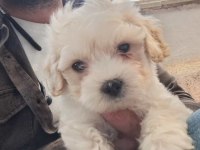 Maltipoo erkek