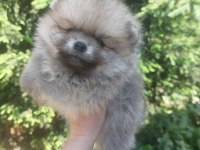 Pomeranian ve bi poodle