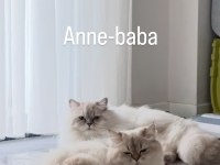 British longhair yavrularımız