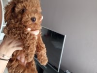 2 aylık poodle bebeğimizi sahiplendiriyoruz