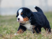 Bernese mountain dog