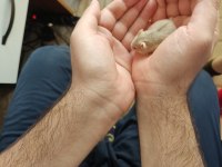 Çok Tatlı Miniş Hamster Yavrucaklar