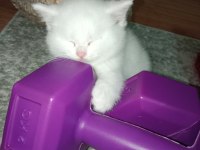 Beyaz british shorthair yavrularım yeni yuvasını arıyor
