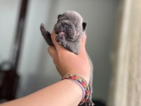 Egzotik french bulldog bebeklerimiz