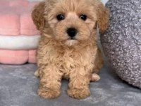 Kore Kan Hattına Sahip Maltipoo