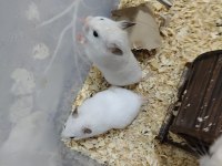 23 Günlük Roborovski Hamsterleri 5 Tane Ve Anne Baba
