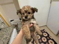 Morkie terrier yavrular