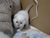 3 haftalık oyuncu scottish fold bebekler