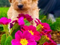 Toy poodle yavrular