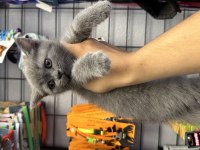 British Shorthair grey