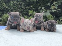ISABELLA VE FLUFFY TAŞIYICI EN SEVİLEN RENKLERDE KÖPEKLER
