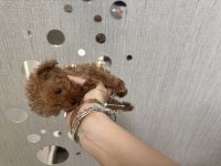 Ev doğumlu tuvalet eğitimli sağlıklı poodle yavrular