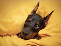 Tuvalet Eğitimli Doberman Yavrular