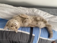 Ücretsiz sahiplendirme british shorthair