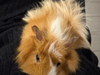 Çift guinea pig