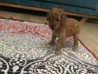 Harika anne babadan poodle