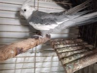 Erkek white sultan papağanı