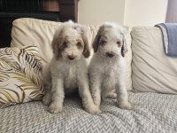 GIANT (DEV) POODLE YAVRULAR