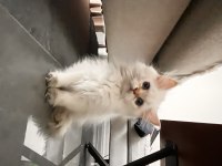 Yeni ailesini arıyor british longhair