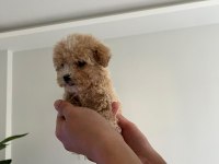 Maltipoo dişi yavrumuz 7 ocak doğumlu 500 Gr