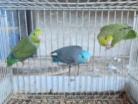 FORPUS YAVRU VE YATİŞKİN PONÇİKLERİMİZ 
