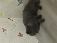 1.5 yaşında scottish fold