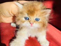 British longhair ny11 golden full şecereli