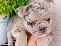 Fulffy, Oyuncu, Veteriner garantili french bulldog