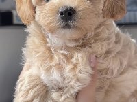 Maltipoo Saf Irk