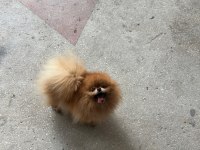 Pomeranian Boo Teddy Bear Dişi