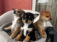 2,5 aylık chihuahua yavruları 2 erkek 1 dişi