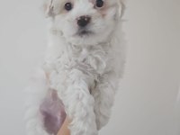 MALTESE KÖPEĞİ MİNİ PUPPY