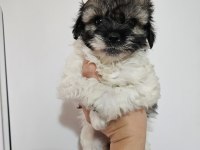 Erkek ve dişi yavru köpeğimiz