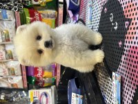 Pomeranian Gaziantepte güvenilir adres Yıldırım Petshop