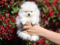 Pomeranian boo köpeğimiz