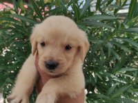 AİLEYE UYGUN MALTİPOO BEBEKLERİMİZ