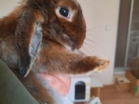 Damızlık dişi mini lop tavşan