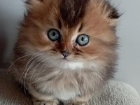 Scottish Fold Longhair