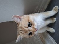Golden British Shorthair