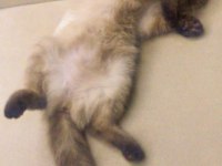 Minik scottish fold kızımızı sahiplendiriyoruz