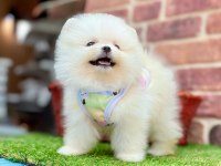 Teddy pomeranian boo ayı surat