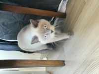 Sahiplendirme british shorthair 1 yaşında