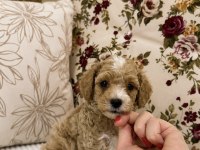 MİNİ BOY KIVIR KIVIR MALTİPOO OĞLUMUZ