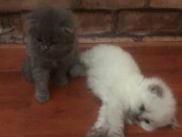 1 Temmuz scottish fold bebekleri safkan ayı suratlar