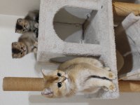 British shorthair NY11 black golden yavruları