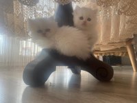 Muhteşem Chinchilla Yavrular