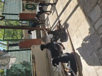 İzmir teslime hazır A kalite doberman