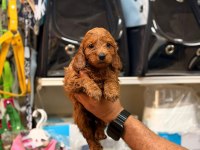 Toy poodle yavrularımız