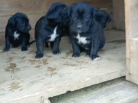 Cane corso köpeği yavrular
